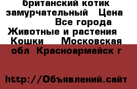 британский котик замурчательный › Цена ­ 12 000 - Все города Животные и растения » Кошки   . Московская обл.,Красноармейск г.